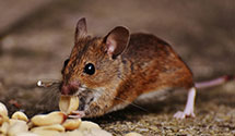 24 Hour & Emergency Exterminators in Mount Carmel, ND